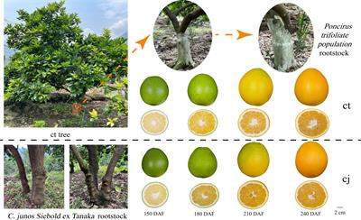 Hetero-grafting affects flavonoid biosynthesis in sweet orange 'Newhall' (Citrus sinensis) peels: a metabolomics and transcriptomics analysis